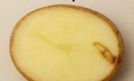 Why Do Potato Sprouts Sometimes Grow Inward During Storage? img: