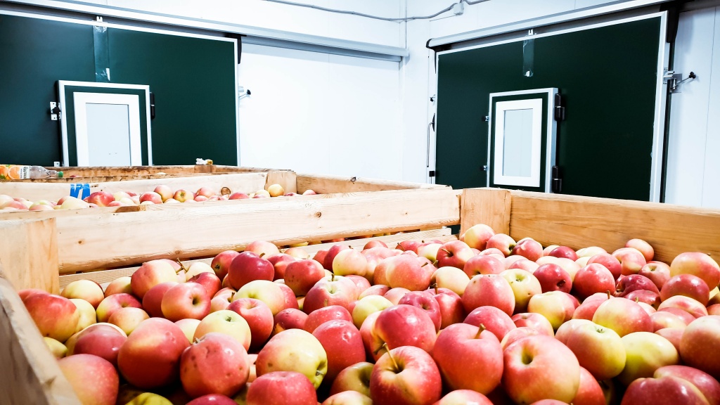 Хранение яблок во фруктохранилищах