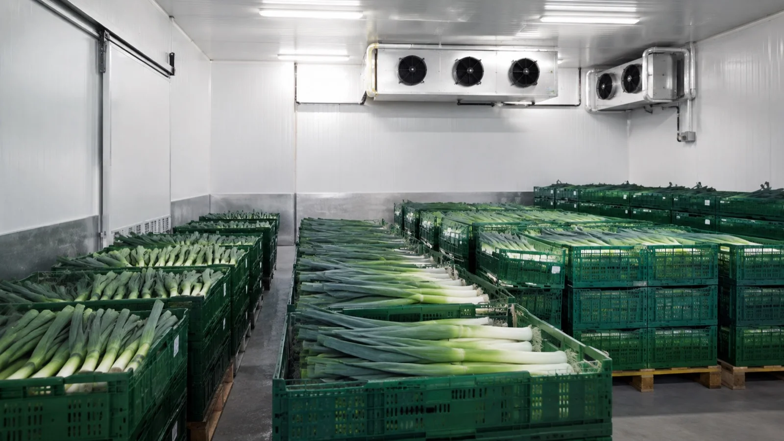 Vegetables stored in a controlled cold storage chamber