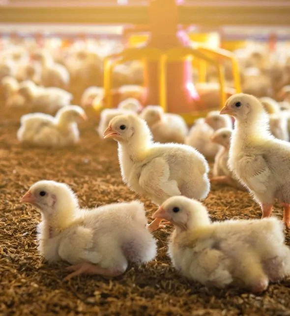 Poultry