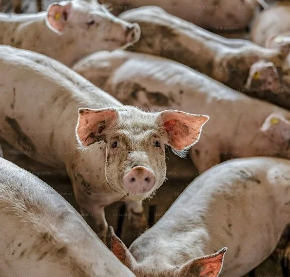 img: Do you have any questions or need a consultation?