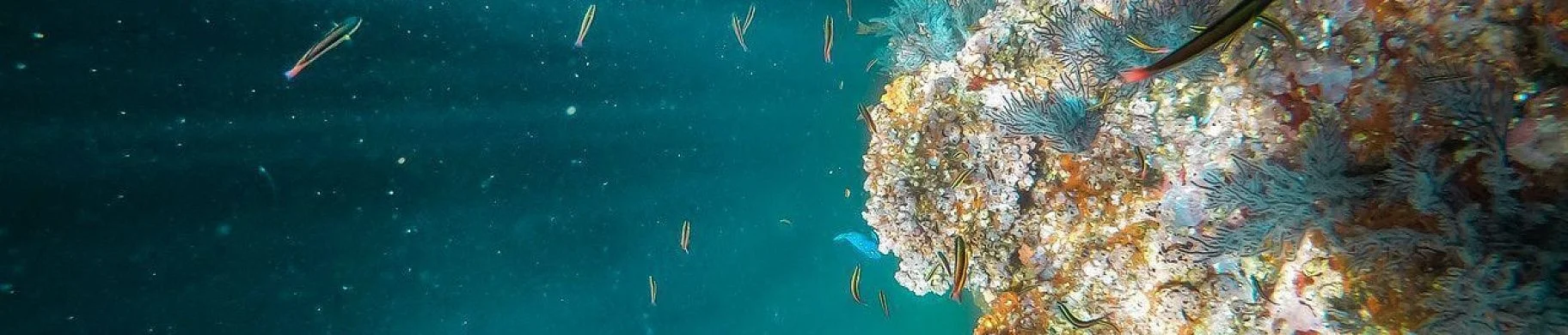 img: Aquaculture development: challenges and optimization of sustainable industry