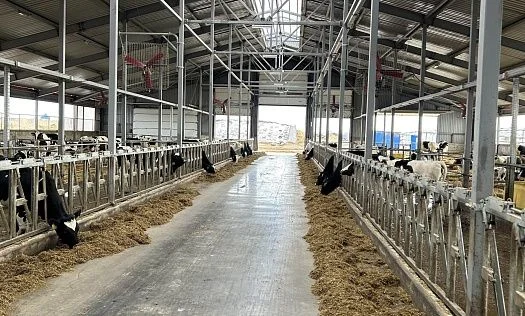 Ventilation and cooling system for two complexes of a 4100 cow img: