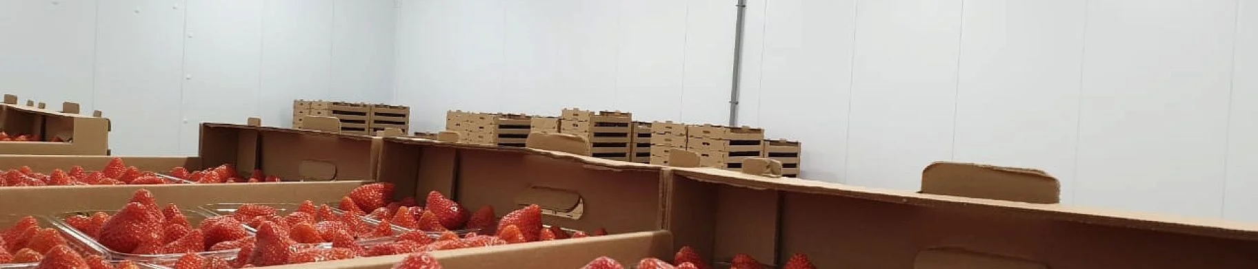 img: High-Performance Berry Cooling, Sorting & Storage Complex with 2,500 kg/hour Capacity