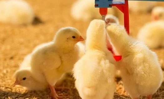 img: Feeding