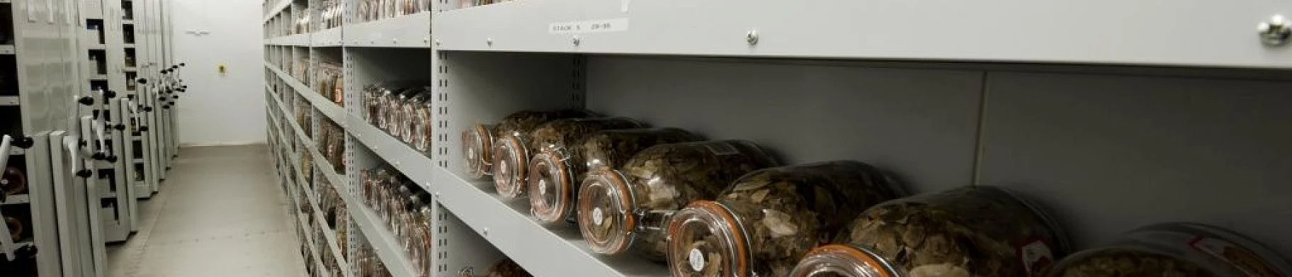 img: Prolonging the life of seeds