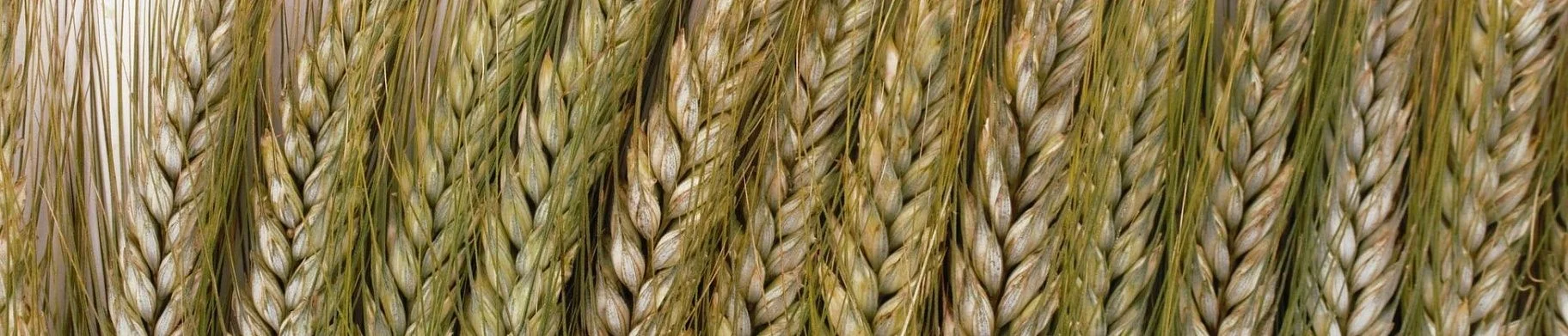 img: Green revolution saves lives