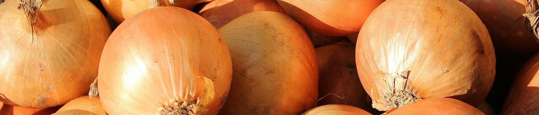 img: Onion Storage Systems for Hot and Humid Climates