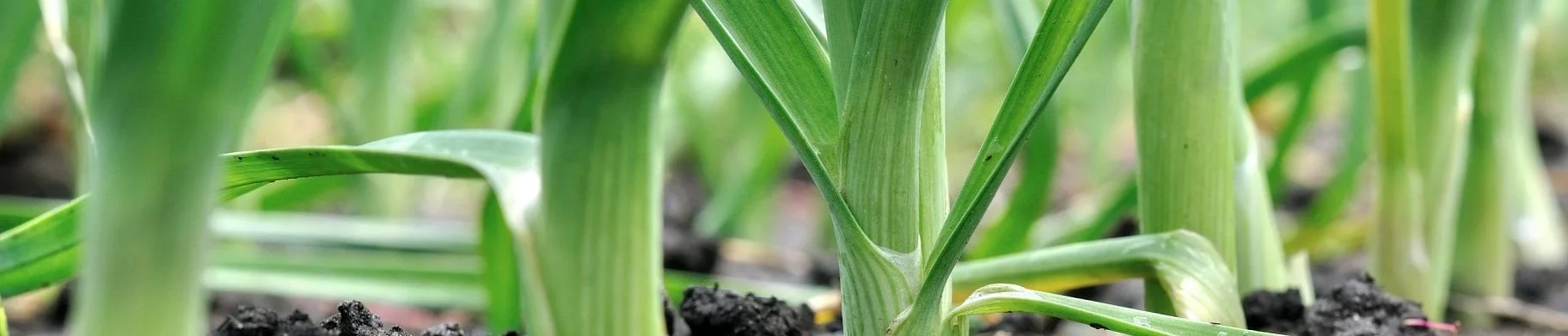 img: Growing, harvesting and storing leeks