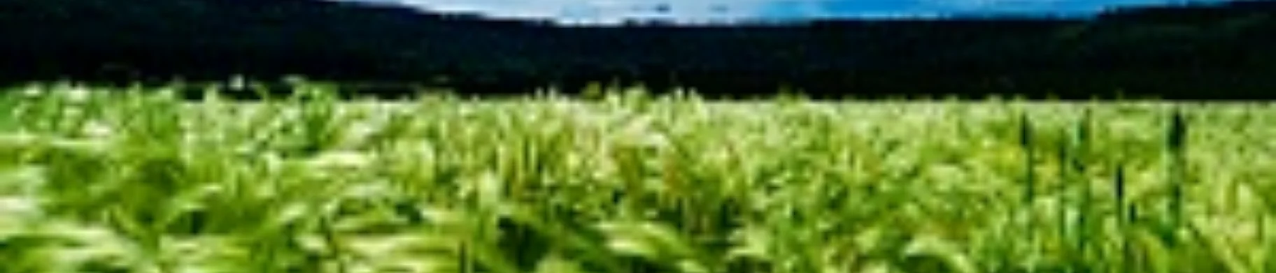 img: Crop rotation: how crop rotation helps to increase yields and maintain soil fertility