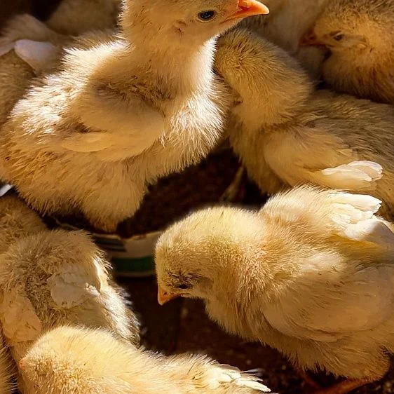 img: № 3 Minimum ventilation system