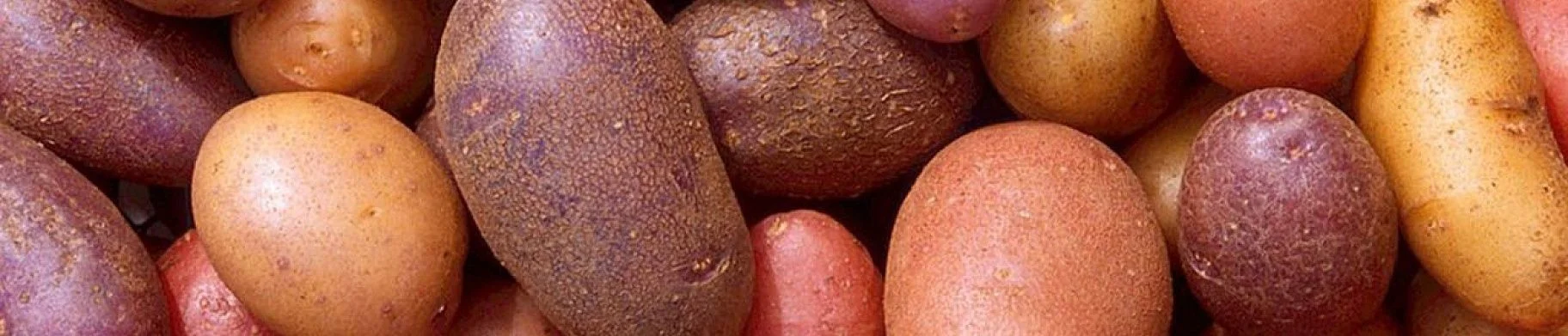 img: Potatoes. Storage parameters