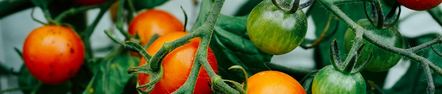 img: Tomato storage and growing technology