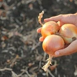 img: Proper Onion Storage: Secrets to Success