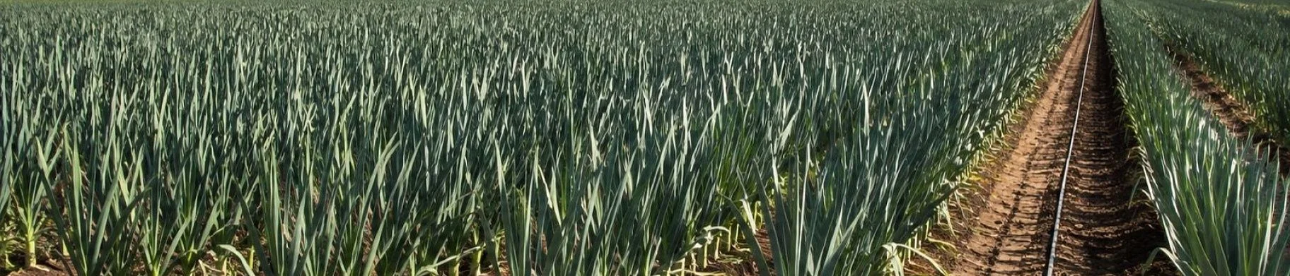 img: Growing, Harvesting and Storing Leeks