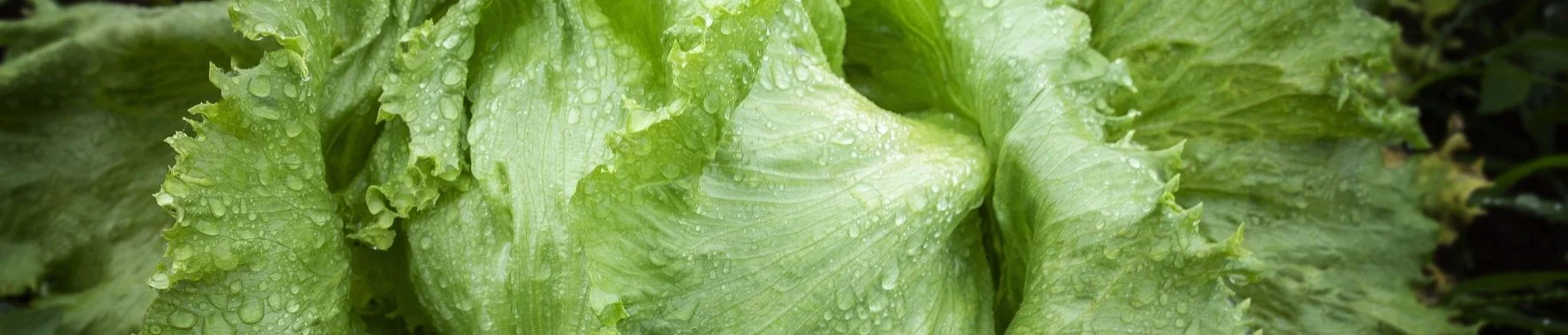 img: What is vegetable drying and dew point?
