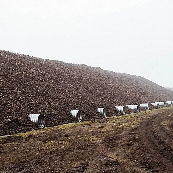 img: № 3 Bulk storage of beets