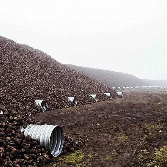 img: № 2 Bulk storage of beets