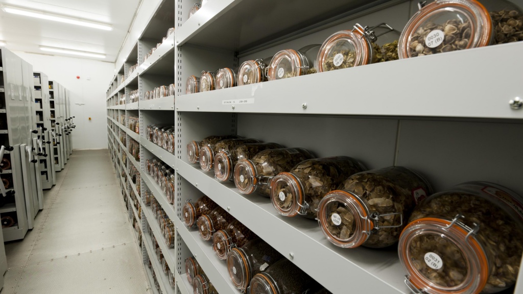 Seed vault at the Millennium Seed Bank.jpg