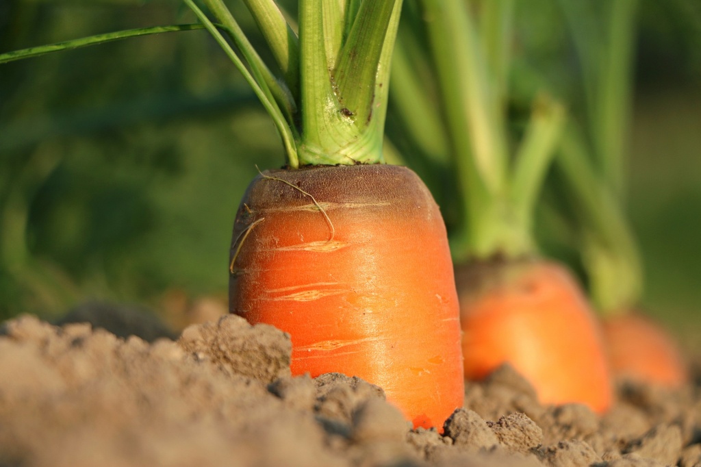 Заболевания моркови и борьба с ними