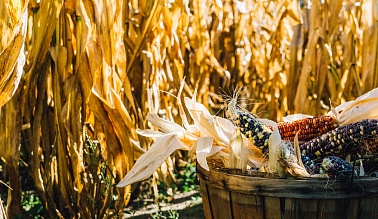Рынок кукурузы: тенденции развития