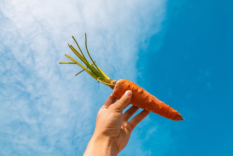 Почему подорожали овощи: морковь, свекла и картофель?