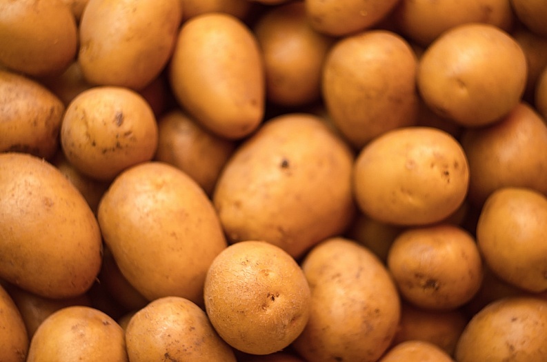 Технология хранения картофеля в овощехранилище.