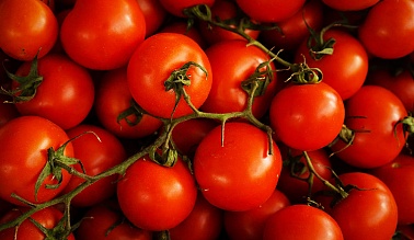 Камеры дозаривания томатов
