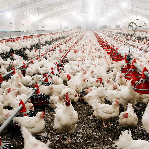 img: Automatic Nest system №1