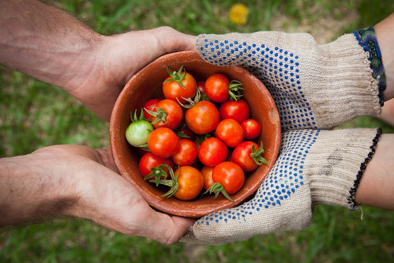 Технология хранения и выращивания томатов