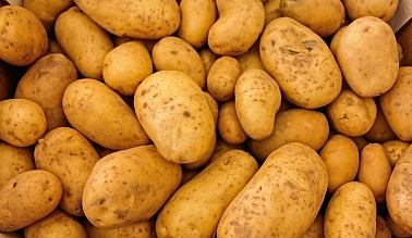 Закладка и хранение картофеля