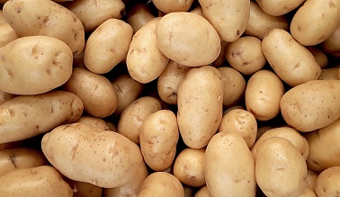 Хранение картофеля сорта Инноватор в овощехранилище