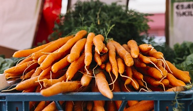 Заболевания моркови: как избежать потерь урожая