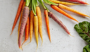 Как хранить морковь в овощехранилище?